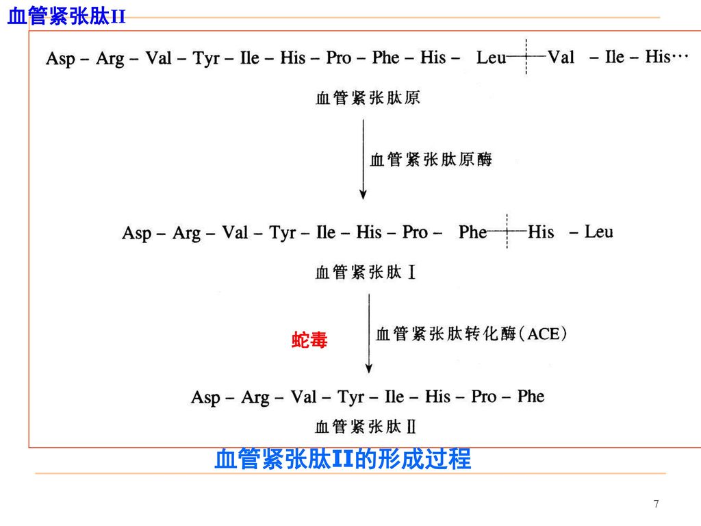 第四节 血管紧张素转化酶抑制剂 血管紧张素Ⅱ受体拮抗剂